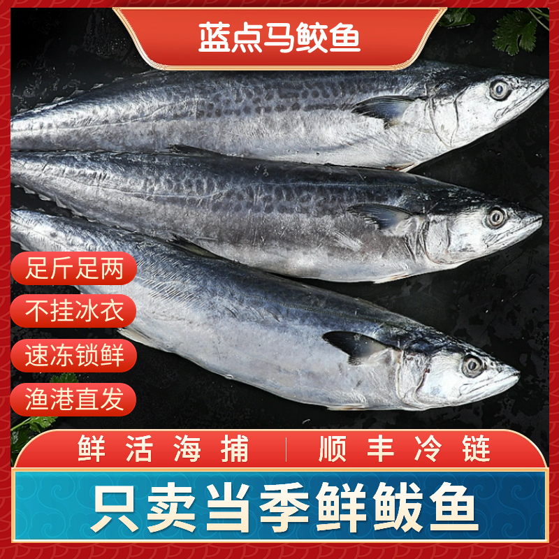 6-8两/条 山东大鲅鱼 深海马鲛鱼 潮鲅鱼 燕尾鲅 新鲜码头直发