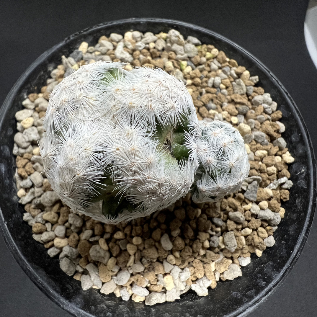 文字白鸟仙人球实生多肉植物室内桌面绿植软毛不扎手可爱易养盆栽