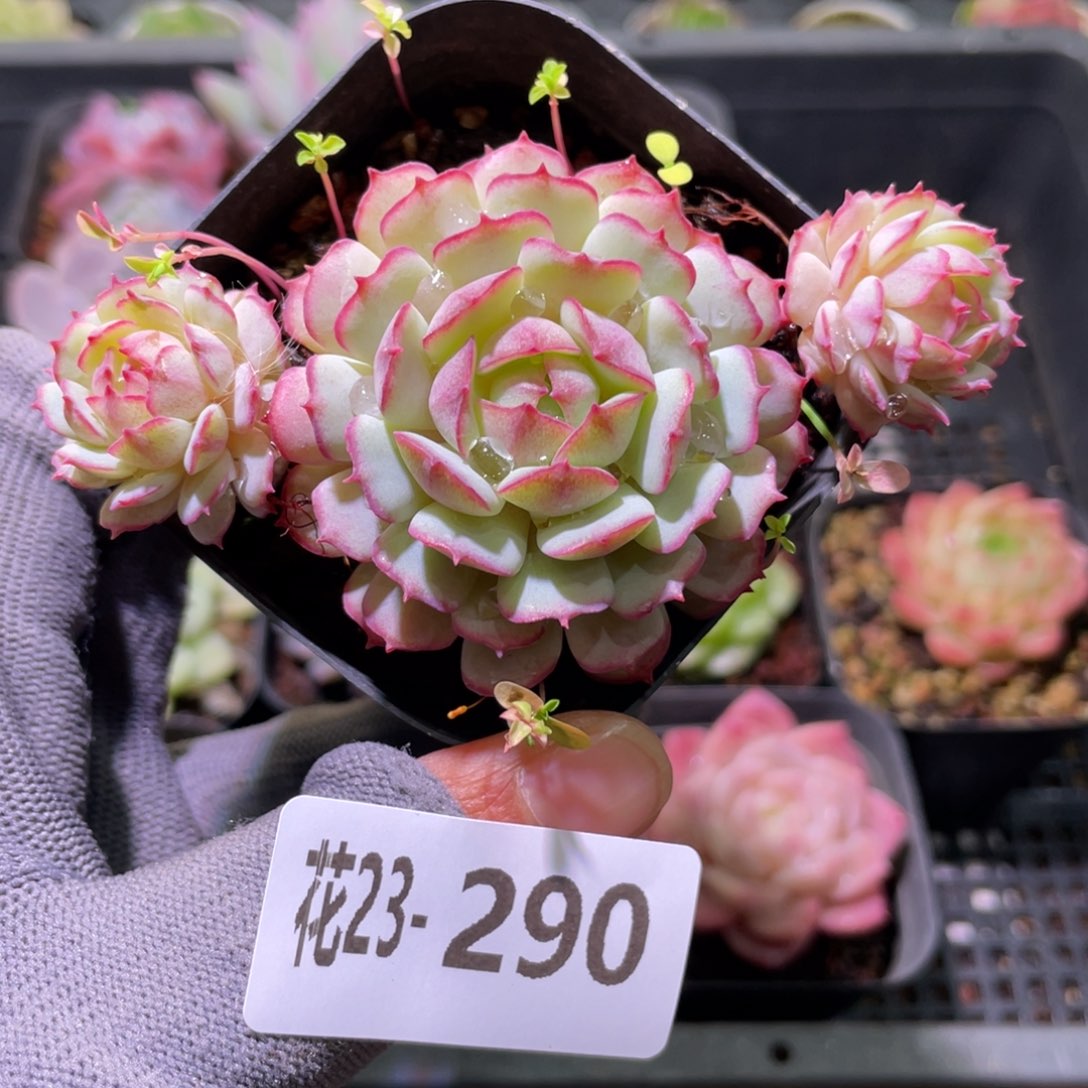 花利美23-290小红衣