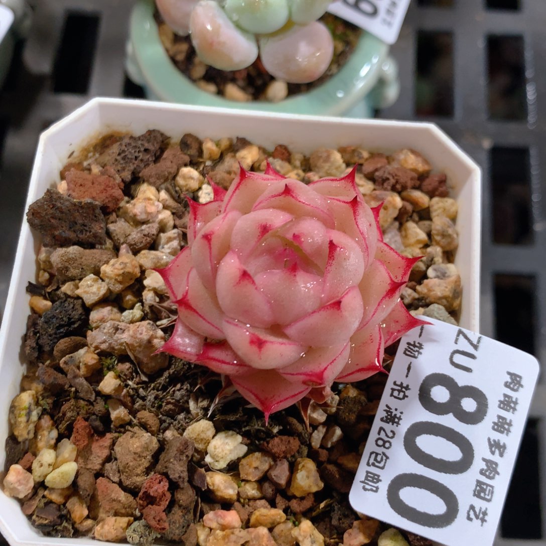 5CM拇指盆精控多肉ZU800