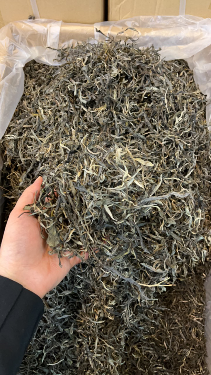 古树普洱茶头春精选散料生茶新茶顺丰包邮到家现货现发500克