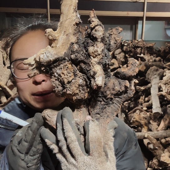 香榧木凉火琉璃的毛料