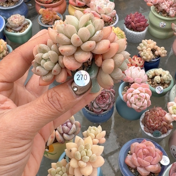 J*Q270 多肉含盆土 30元包邮 除偏远地区