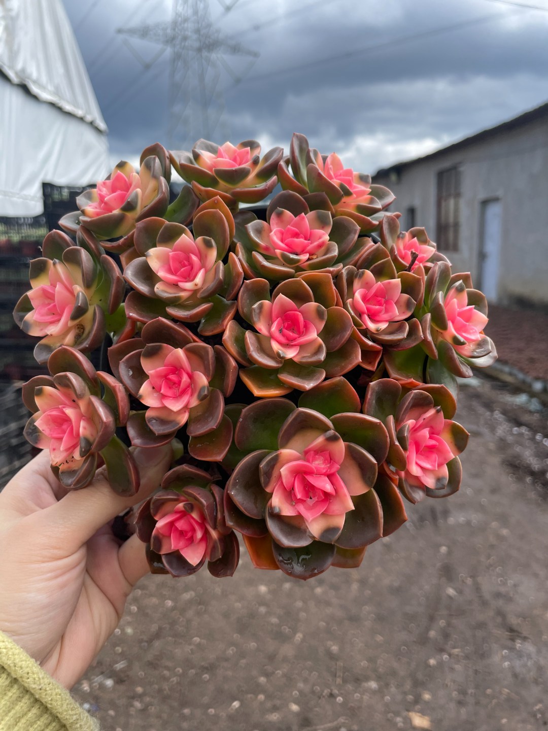 红酒玫瑰多肉植物 颜色鲜活 新手好养 景天科 长生多肉室内室外养