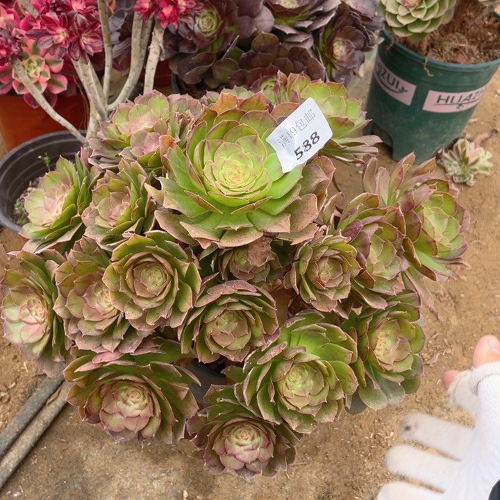 588万法师多肉断枝不售后