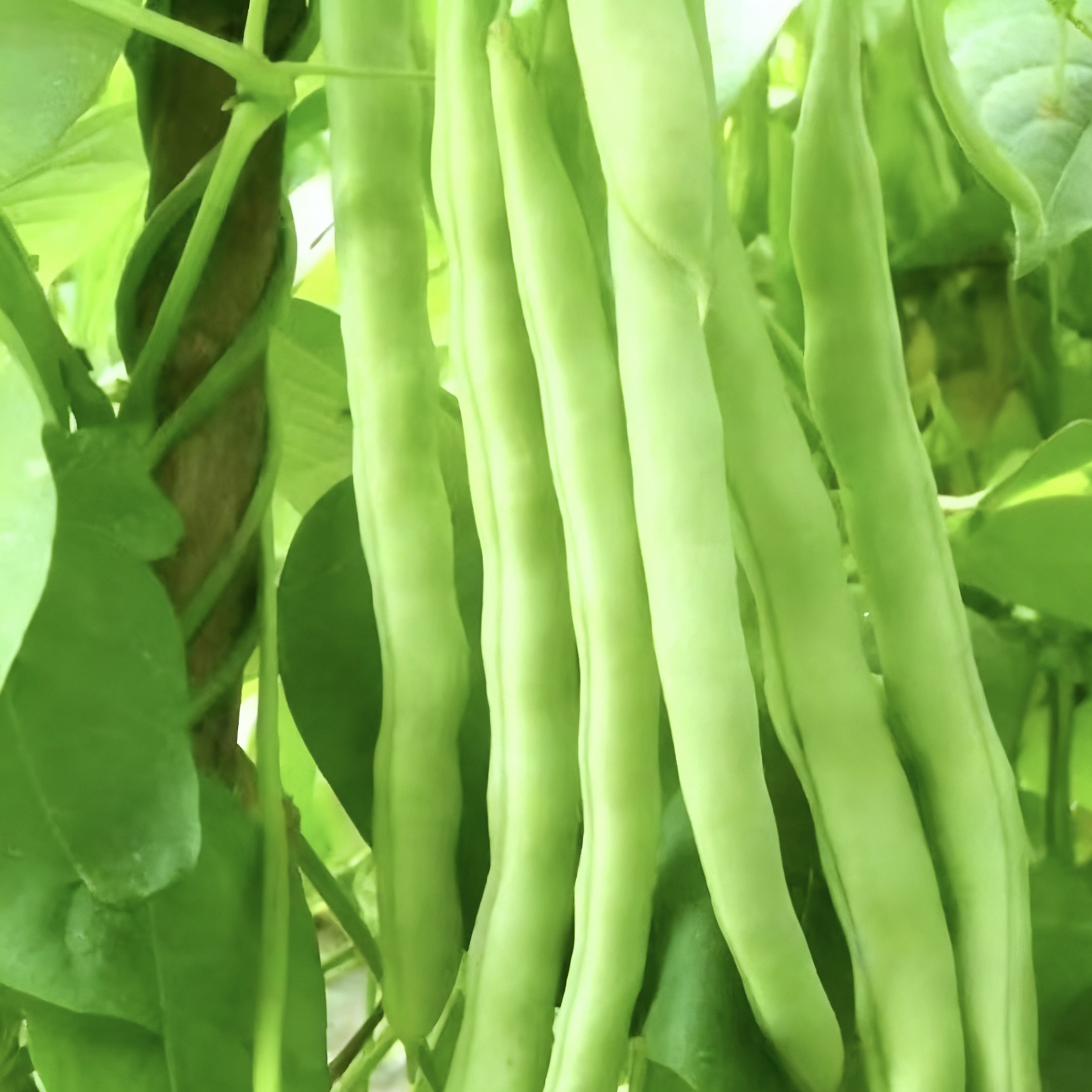 【头茬露天】高山新鲜四季豆现摘新鲜农家自种应季时令蔬菜爽脆豆角