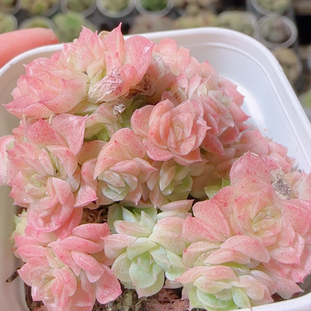 花语逸镜1102-309散