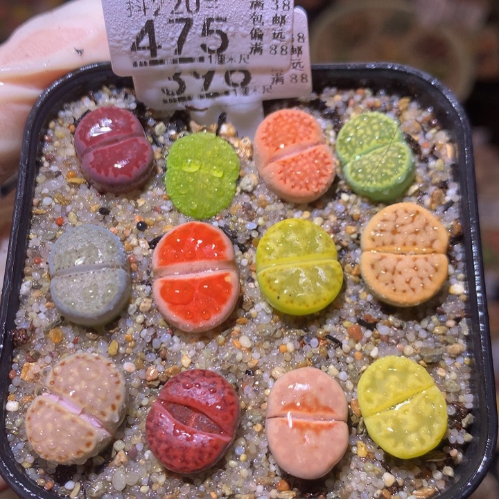 精品生石花220.475