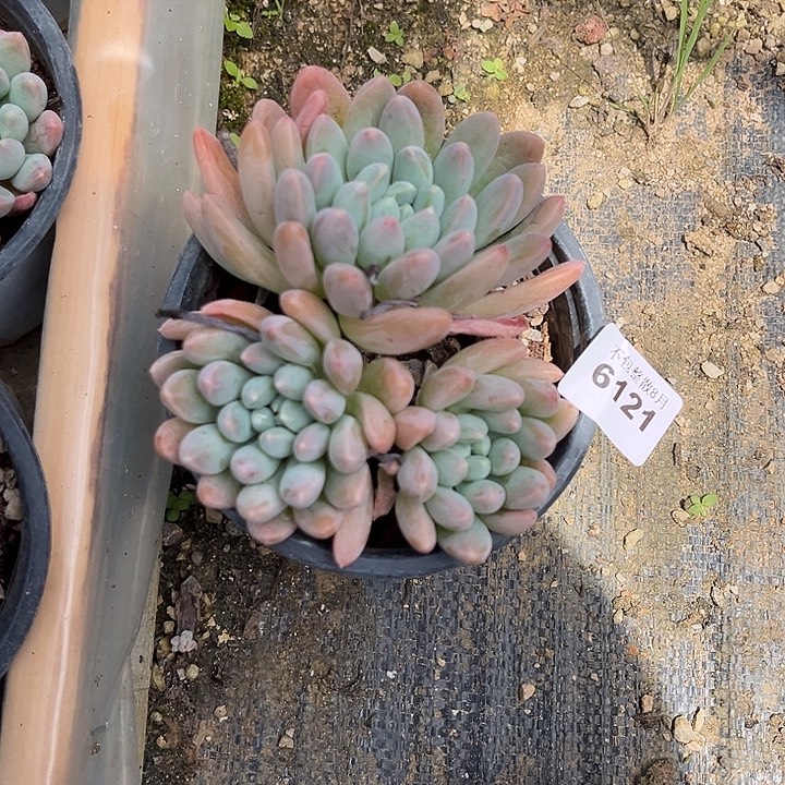 阿雅园艺。      6121奶糖
