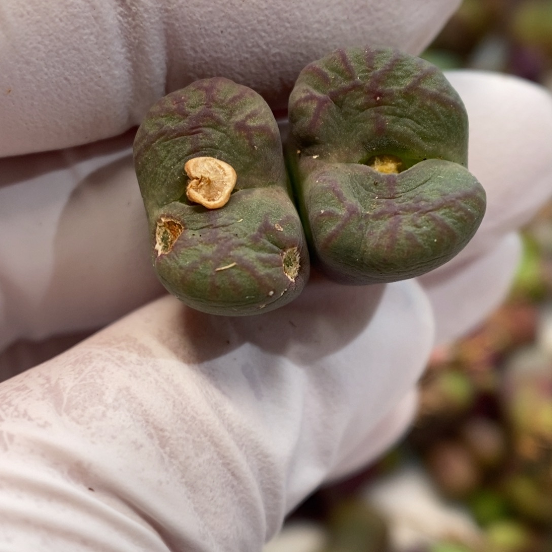多肉植物肉锥杂交K- 14 赤筋八重杂 伤特
