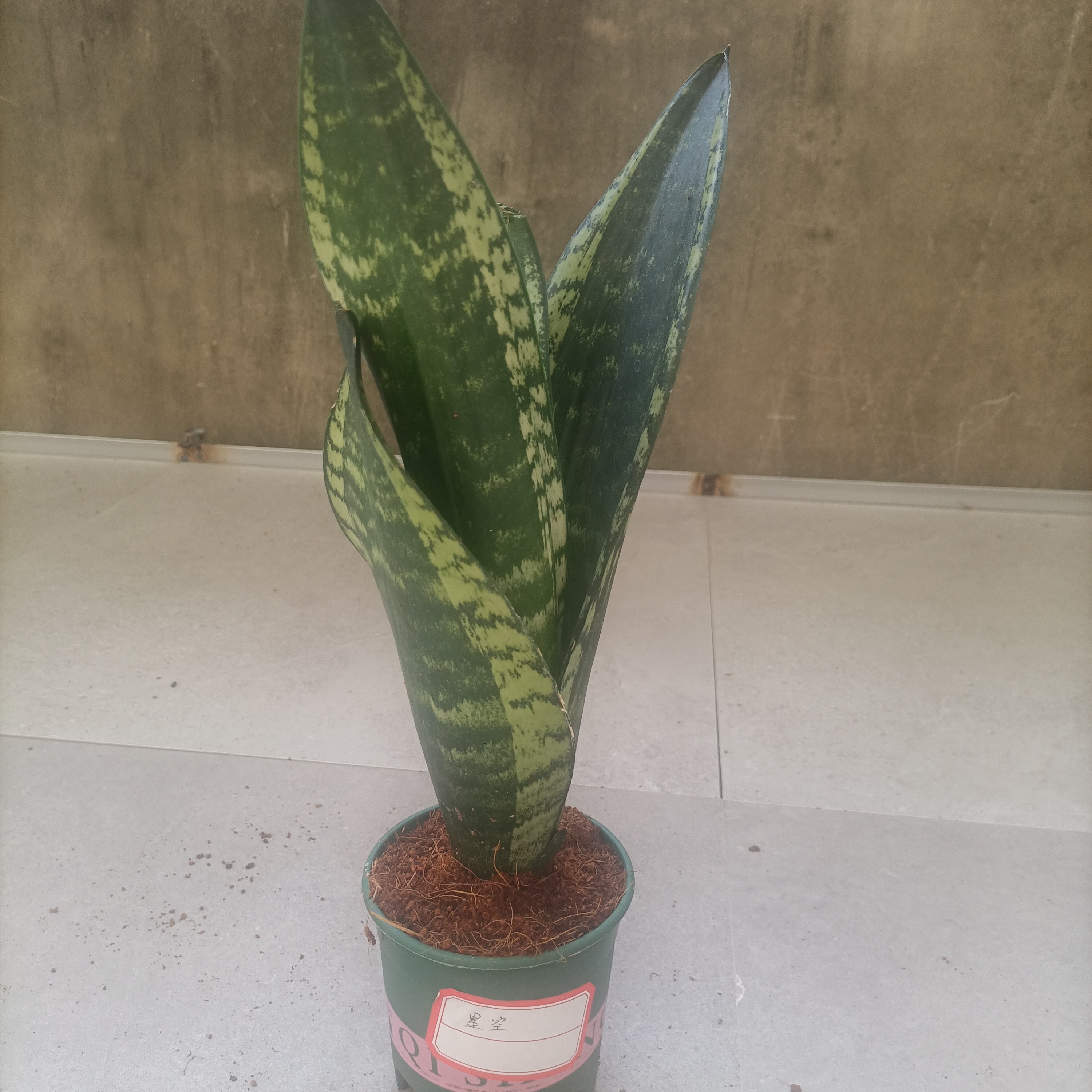 星空金边虎皮兰绿植盆栽可除甲醛