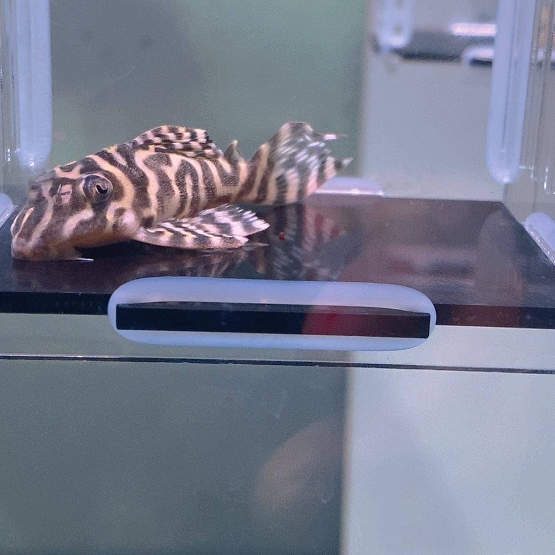 清道夫鱼皇室异型20号