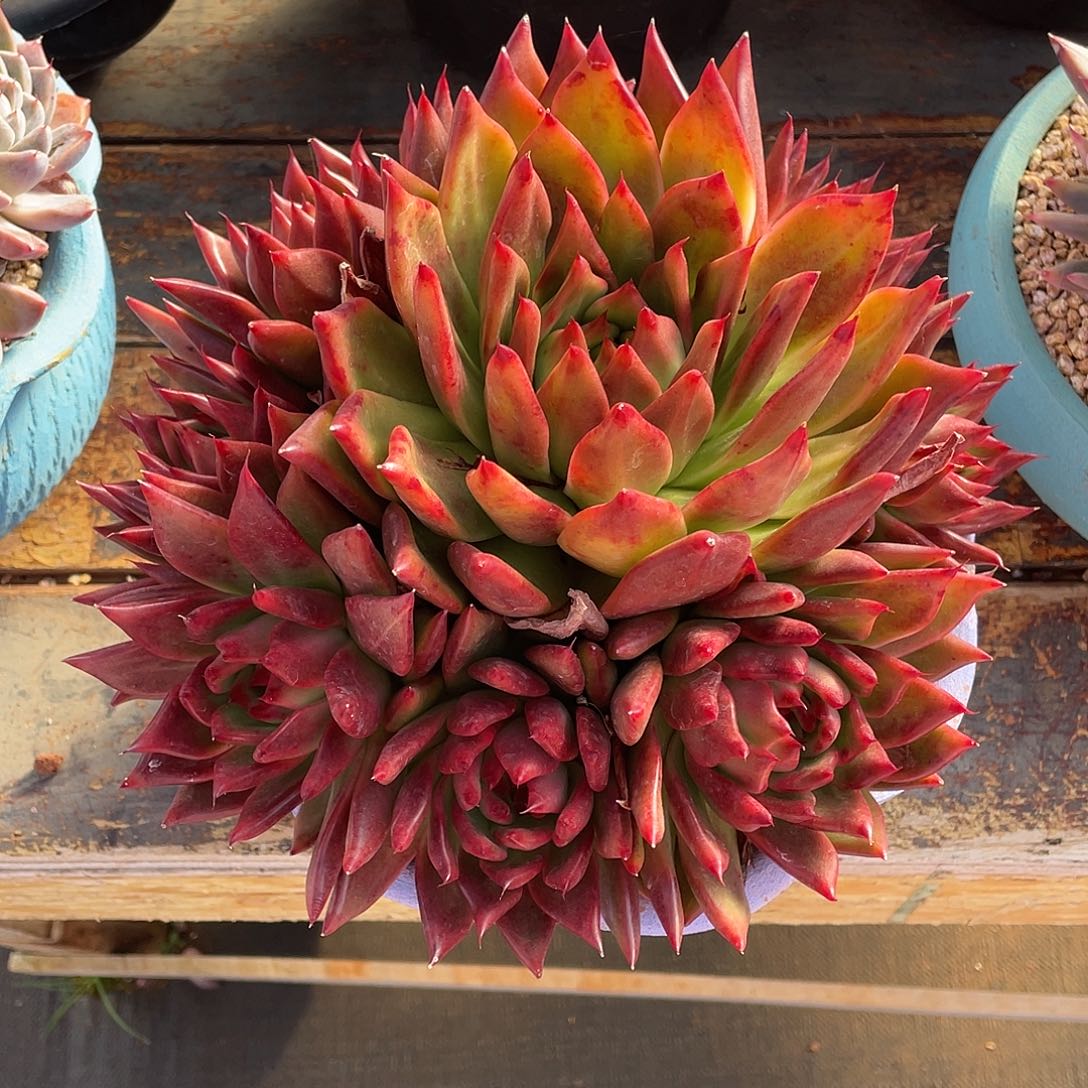 丫***诵多肉植物一物一拍