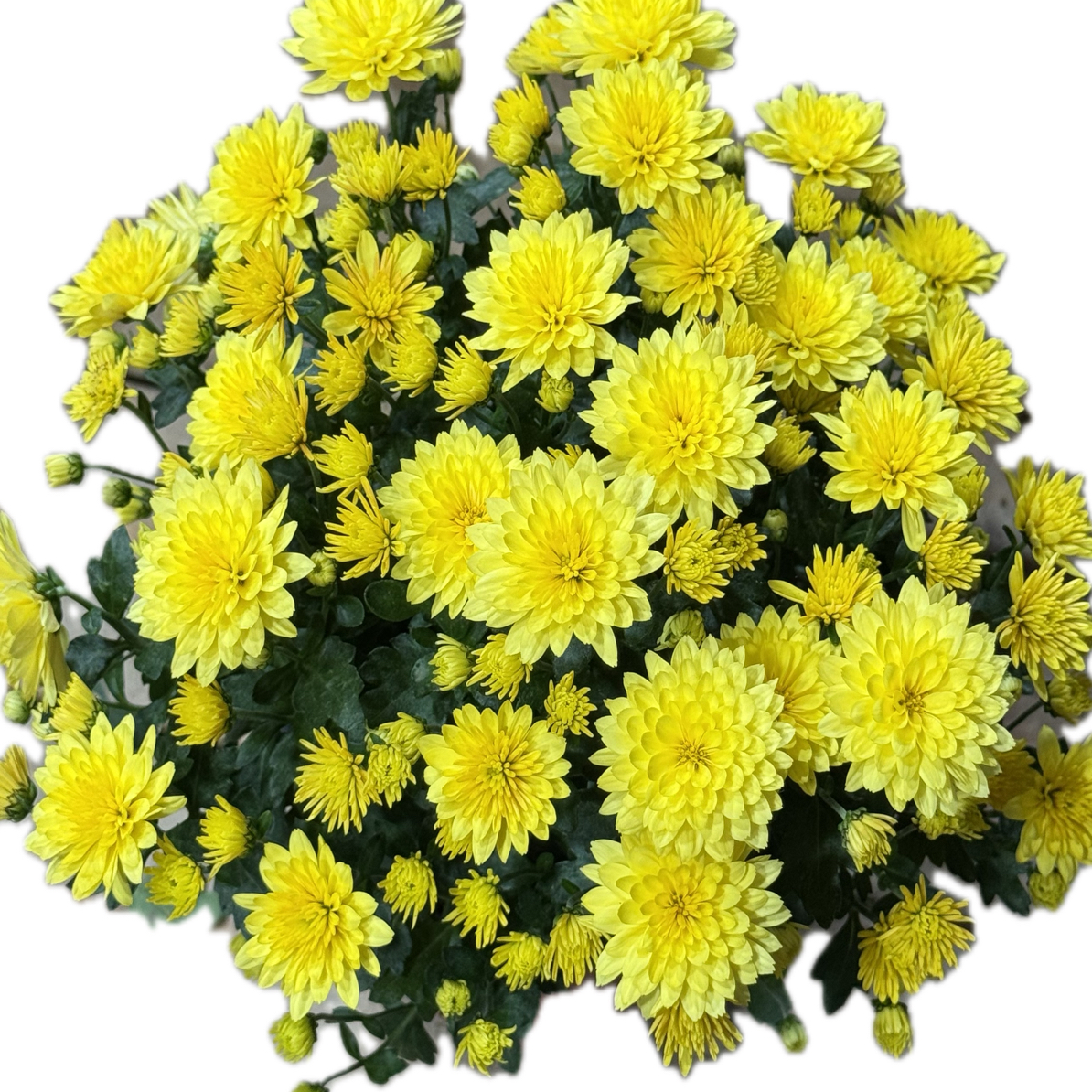 星光黄色【球菊带花苞发货】盆栽花室内阳台地栽四季开花超长花期