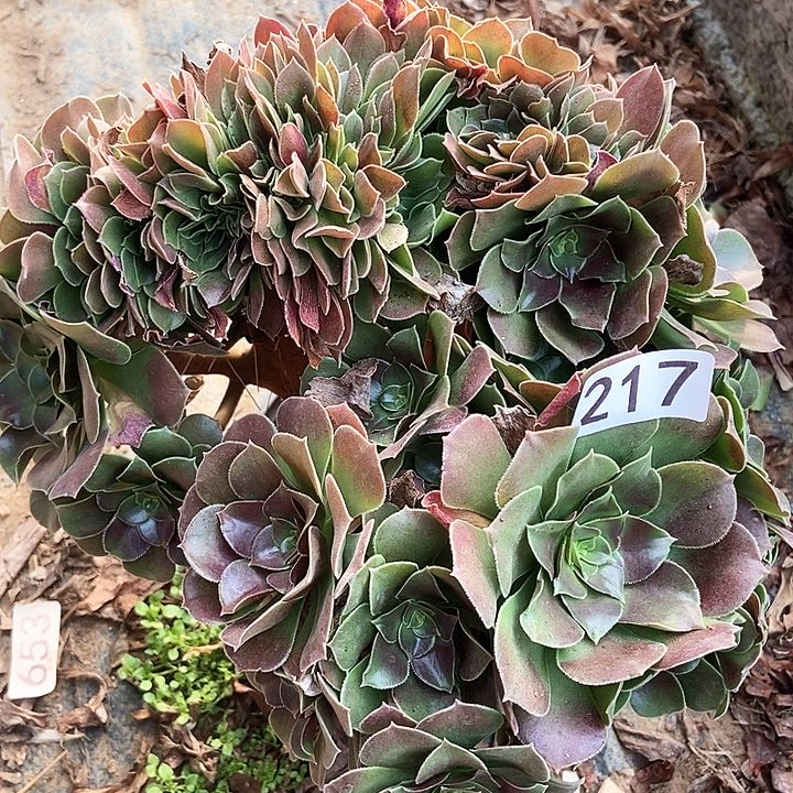 糖心玫瑰缀217多肉不包断