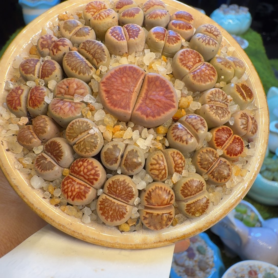 马***丁多肉植物福利冲1215