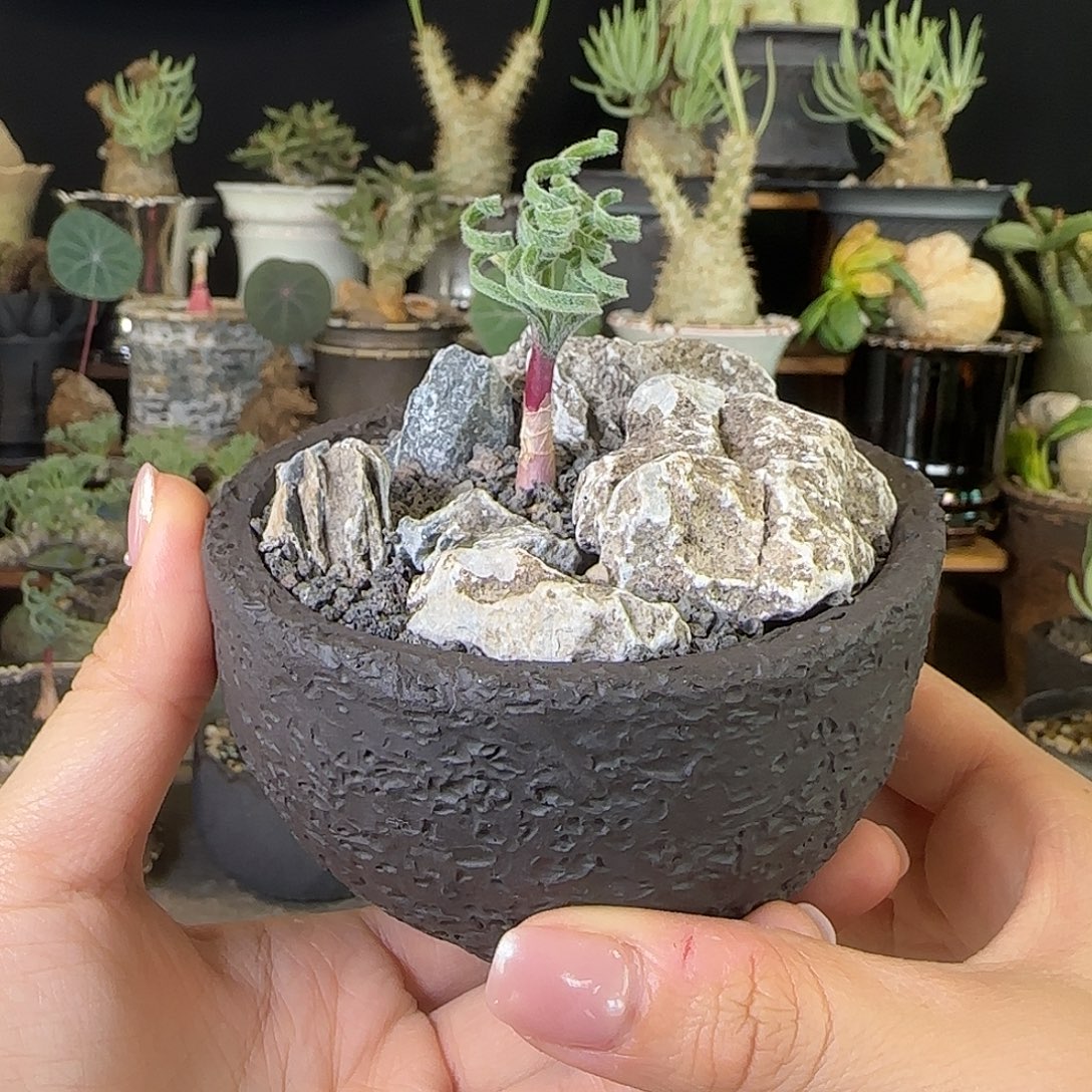 一物一拍GL弹簧草06