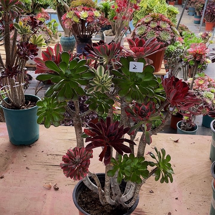 依*架接法师一个2号年后发