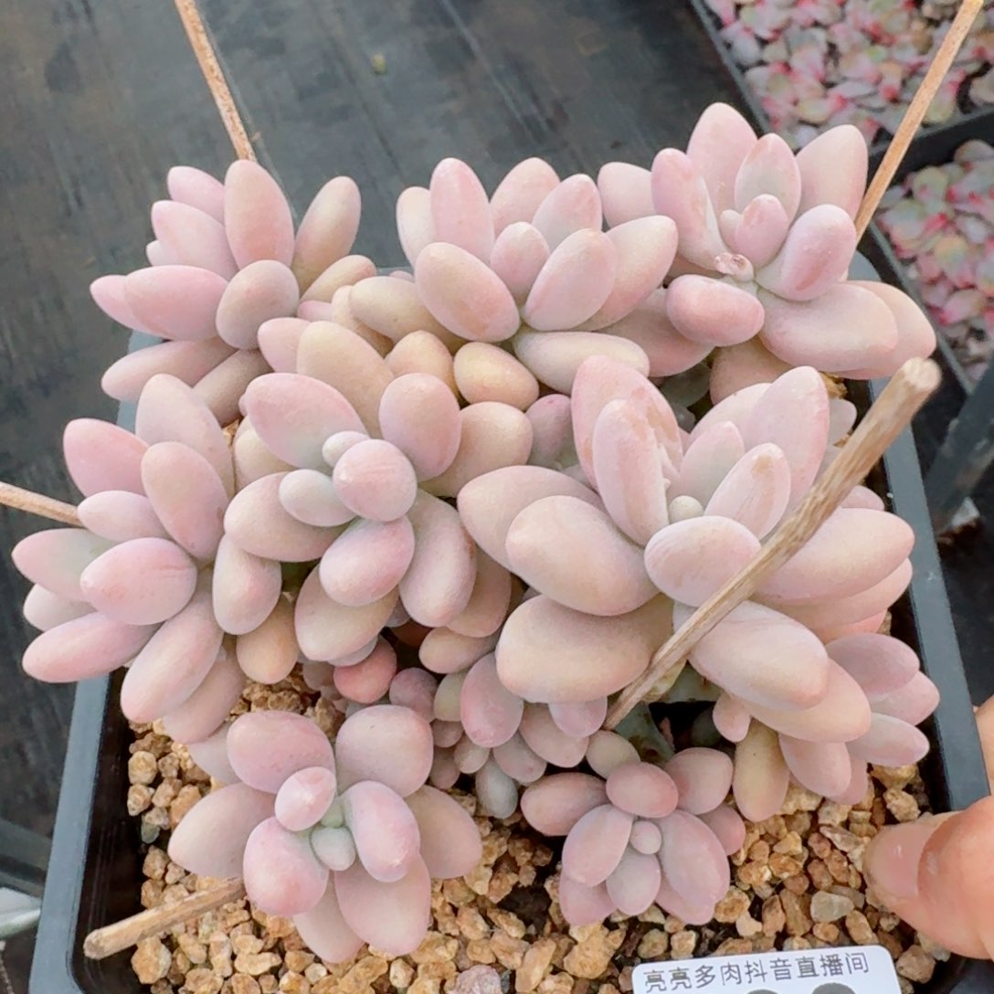 蜜多丽       精品多肉