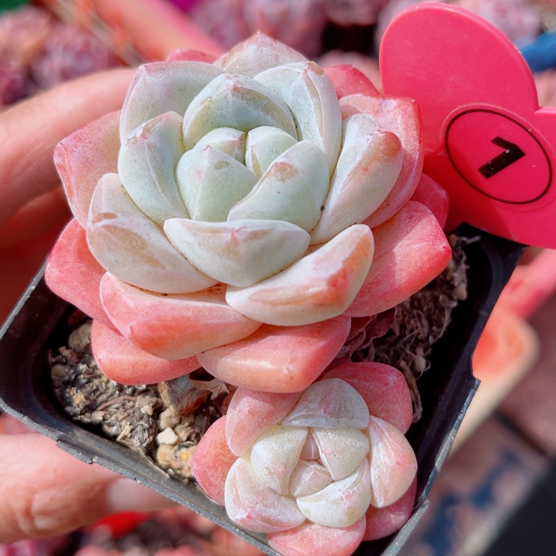 1号小老桩冰玉双头