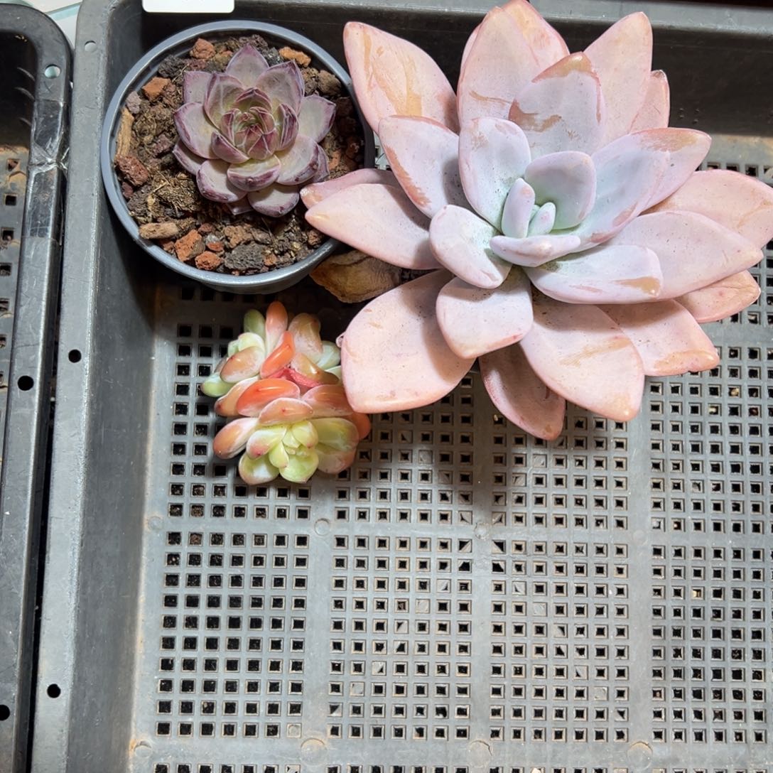 _*晚定向7.30-004 一筐三颗