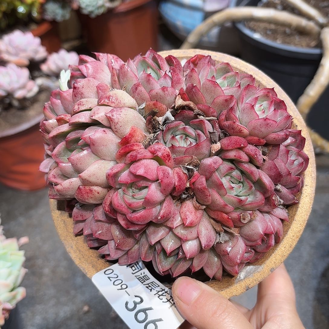 同温层多肉绿龙366
