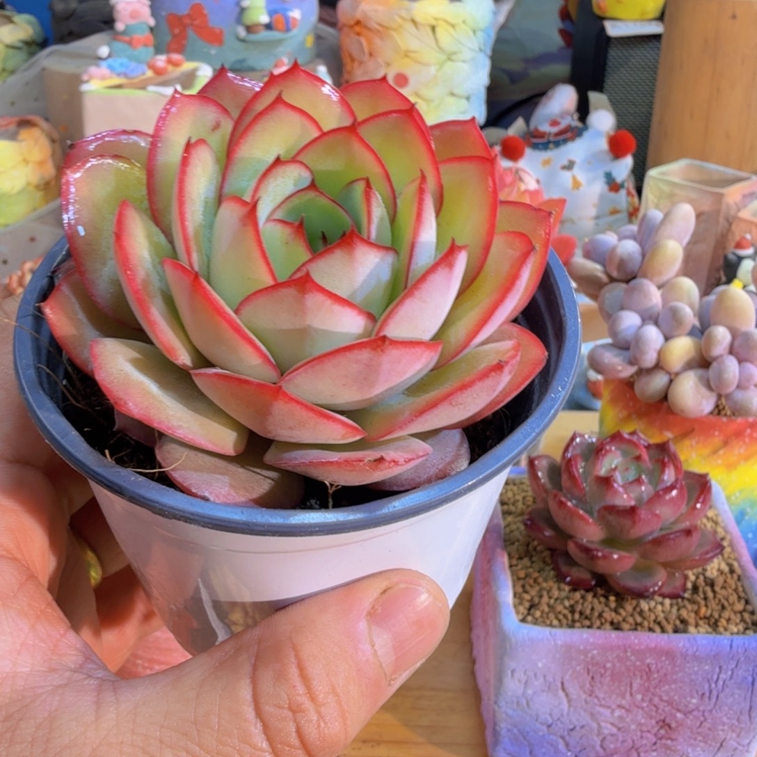 梦****哈哈好想好可爱好好看我