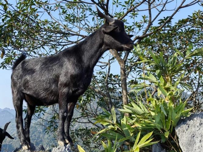 贵州高山正宗黑山羊