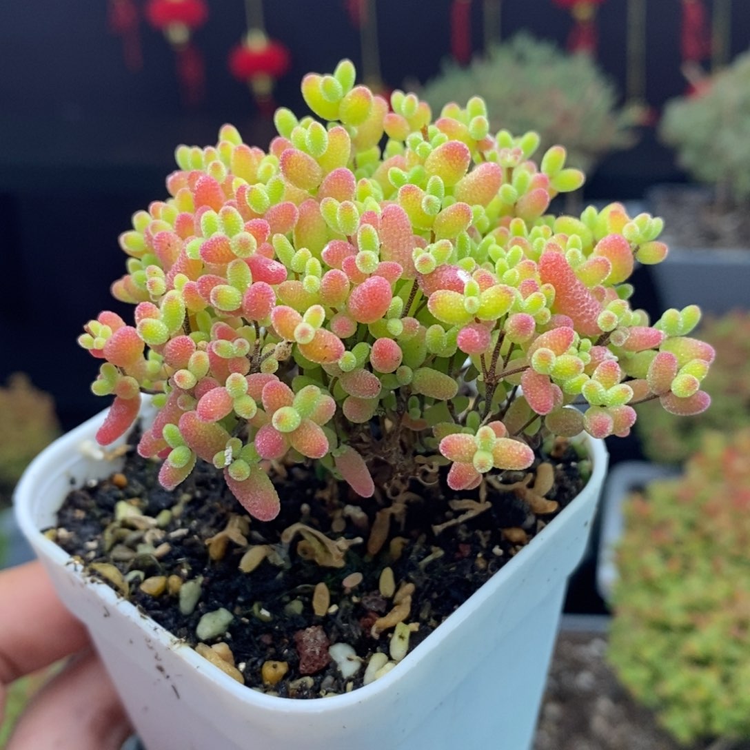 a117号蜜橘糖球枝干多肉