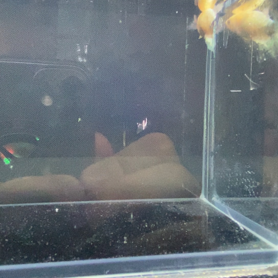 斗鱼包活不包损所见即所得129