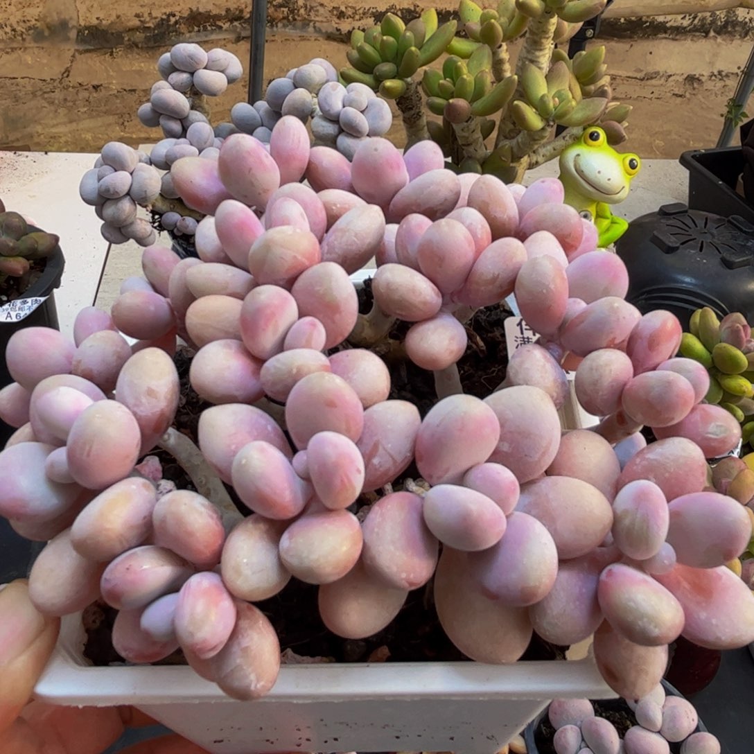 720/12cm糖果桃蛋多肉植物