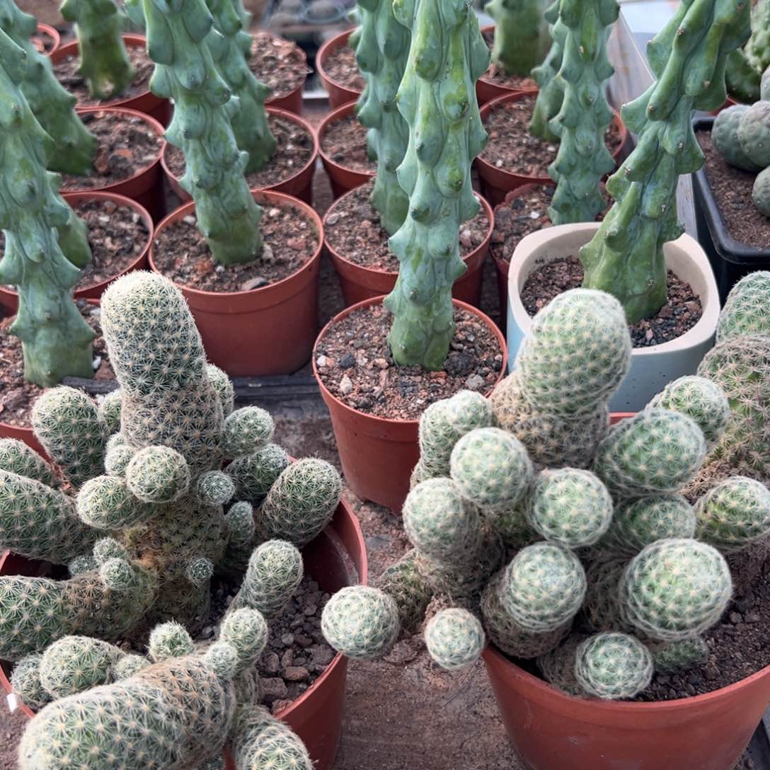 吉赛尔清理价随机一颗