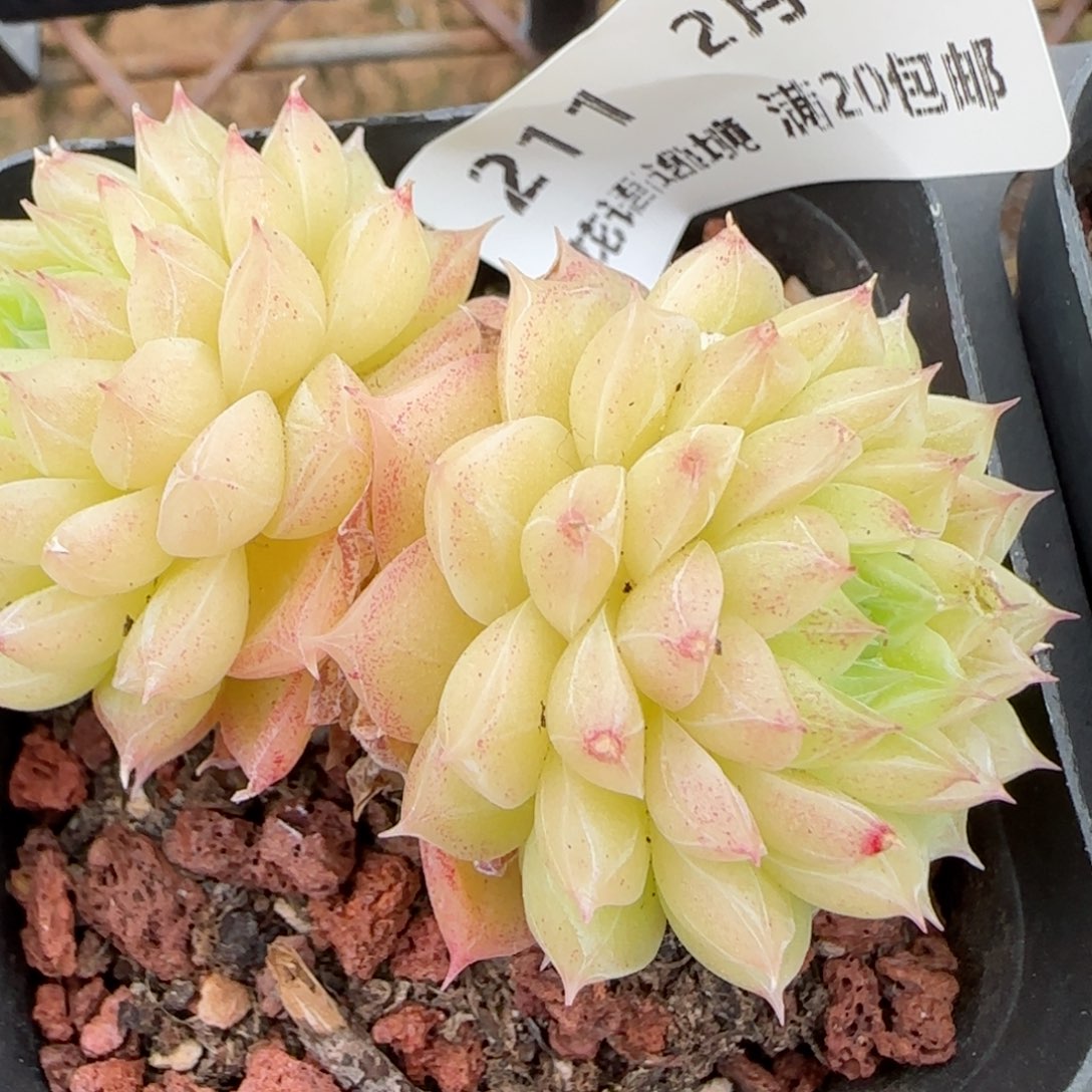 花语逸境0210-211