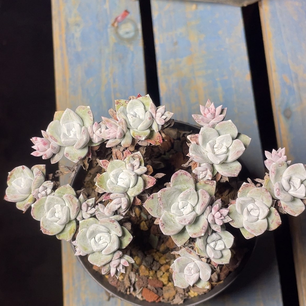 【闪购商品】玫瑰叶