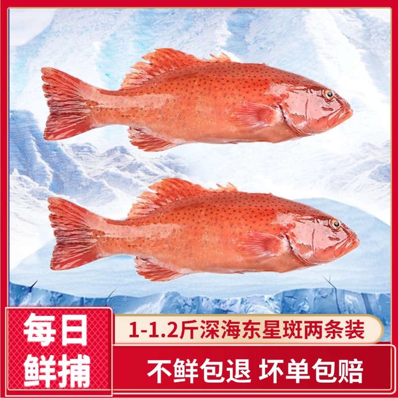 红东星斑湛江海鲜直播水产东星斑石斑鱼新鲜燕尾斑