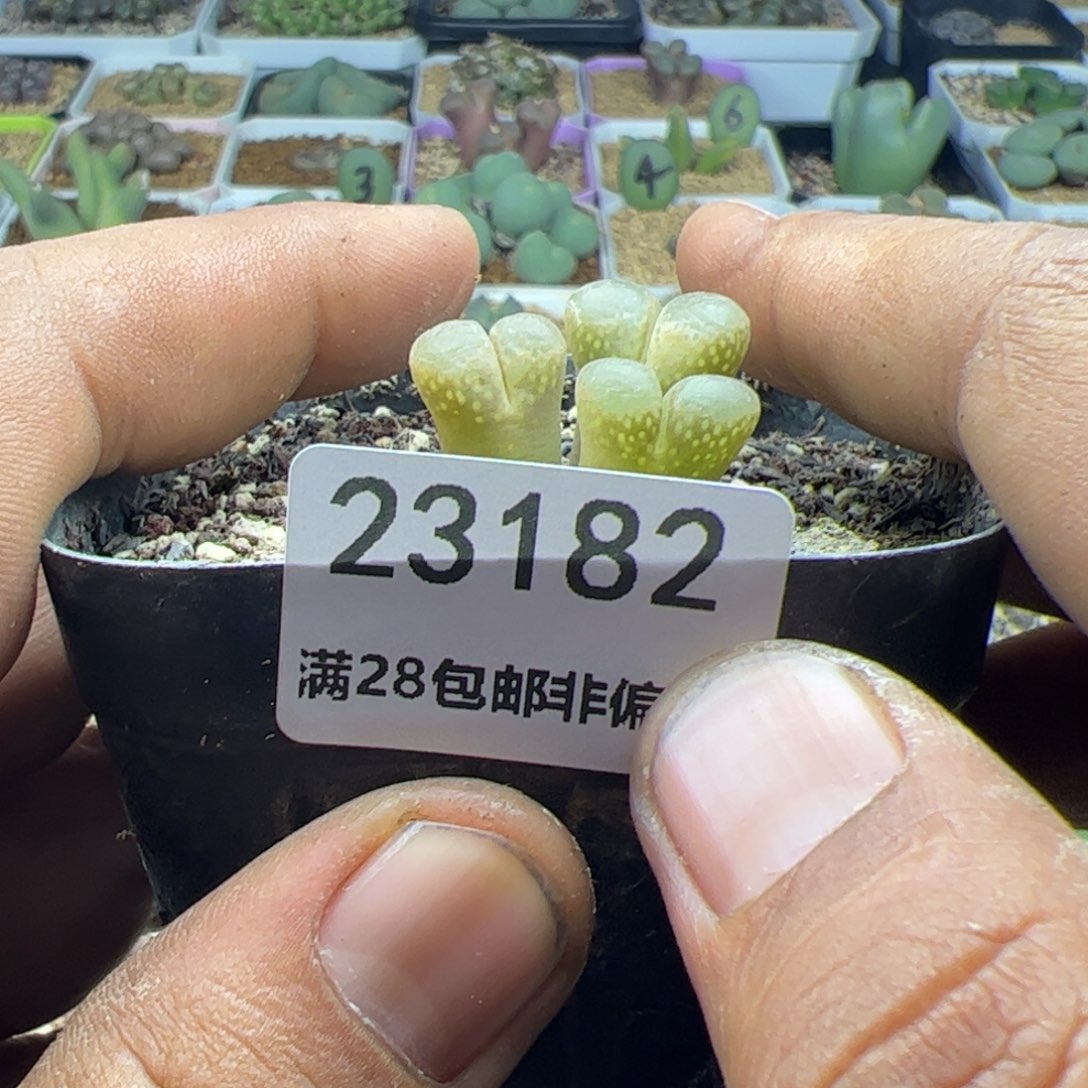 向**开大家过年好23183