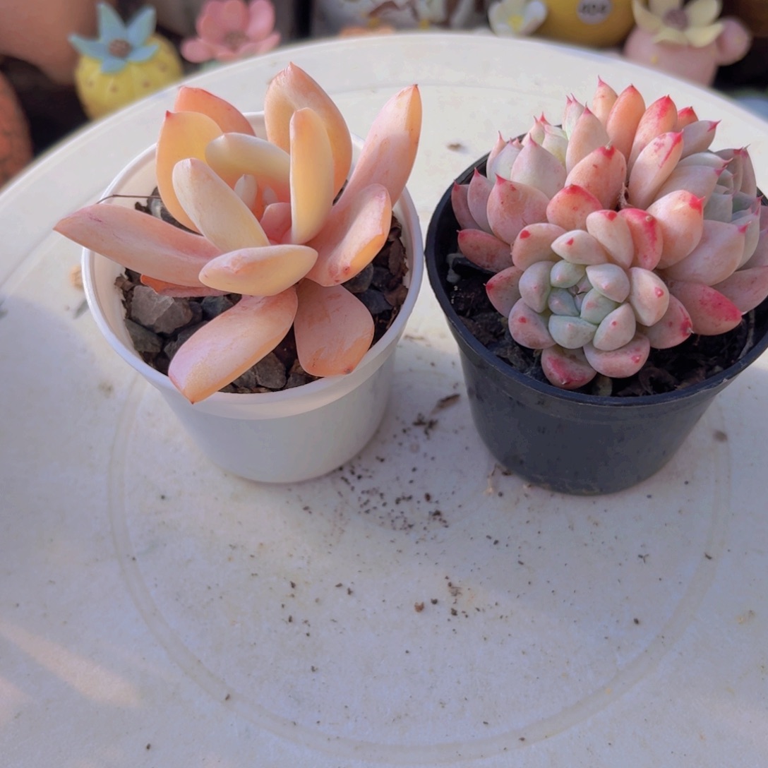 白茶 如梦令2颗9.9