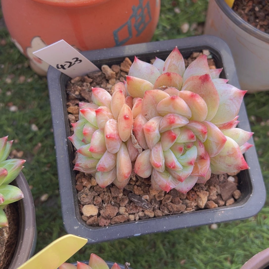 香玉的故事是一个人的故事吗