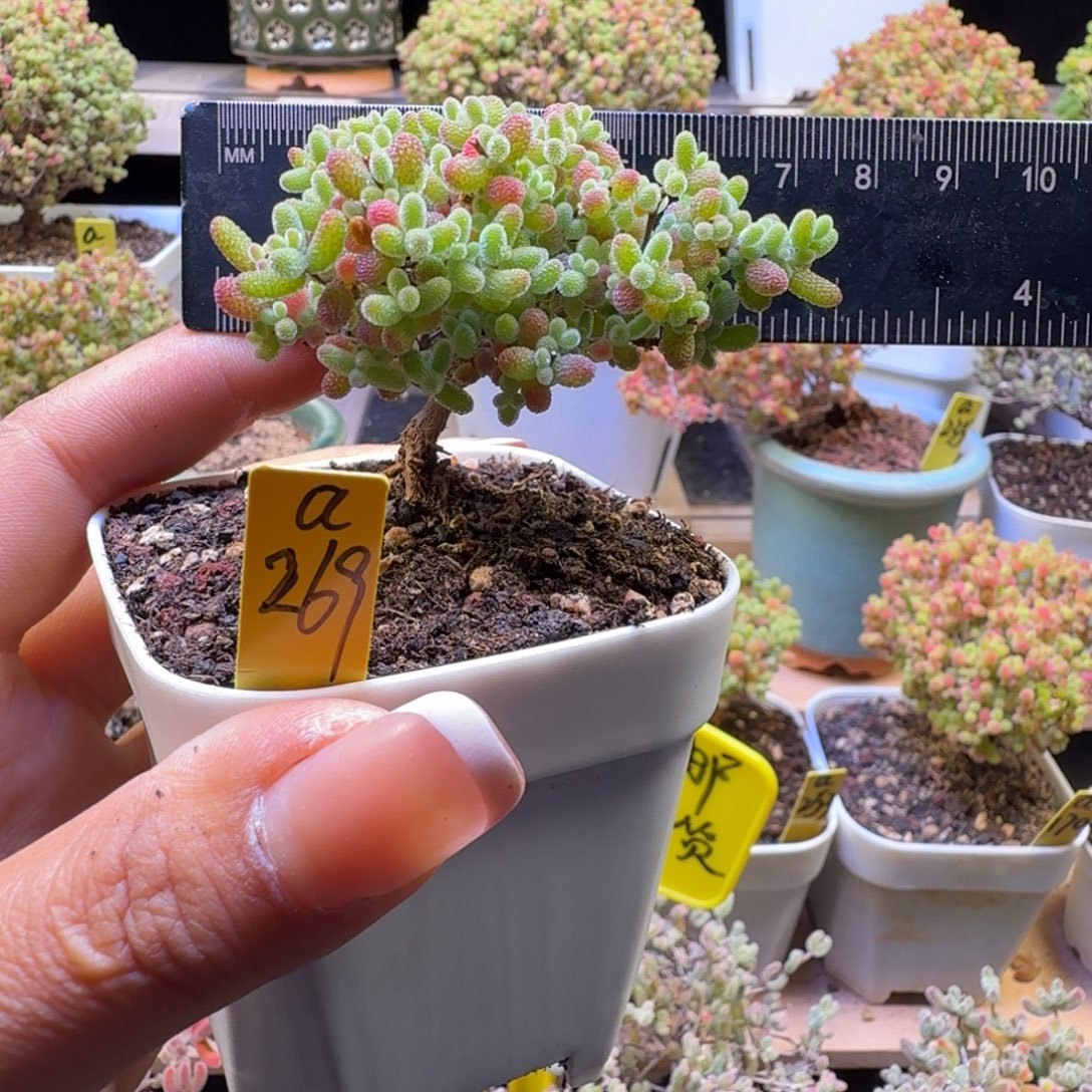 a269号橘子糖冠服6.5厘米左右