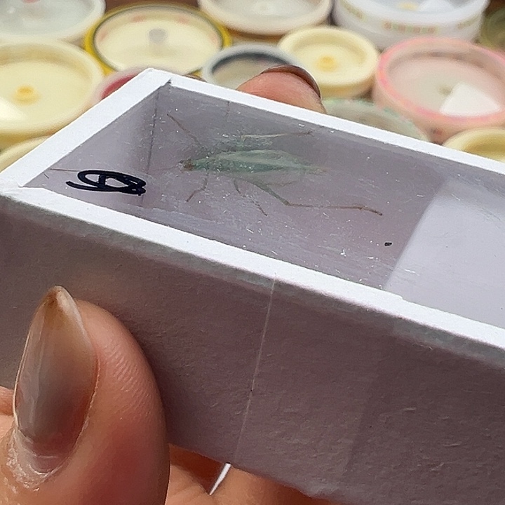 张***n蓝竹蛉一只……张……