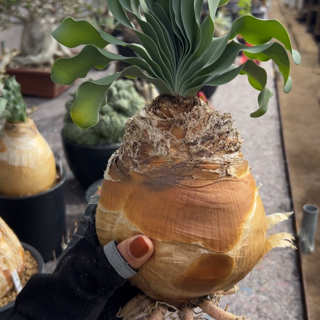 巨凤Wwwwwww www wwwwww