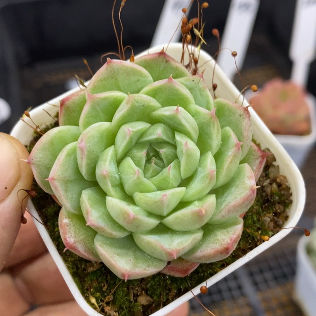 精品多肉一物一拍不包整164