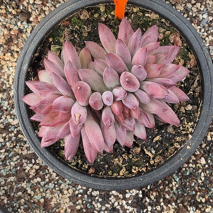 幸***心多肉植物虞美人群500