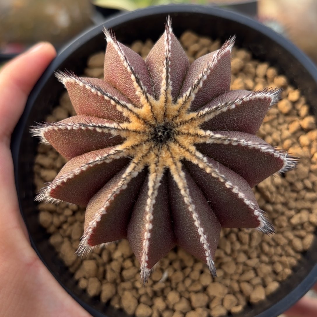 完全开放紫皮优伯球g