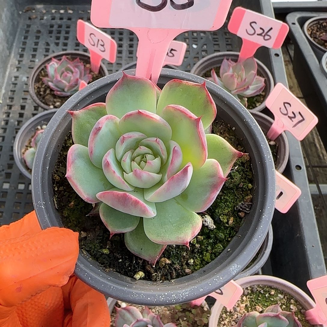 g***sS5惊鸿单头多肉