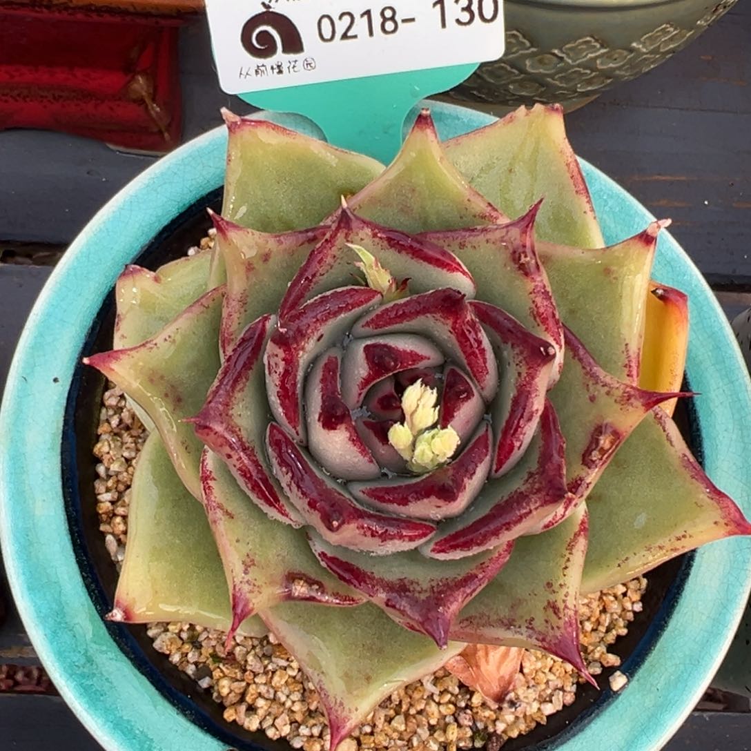 从前慢多肉精选编号0218.130