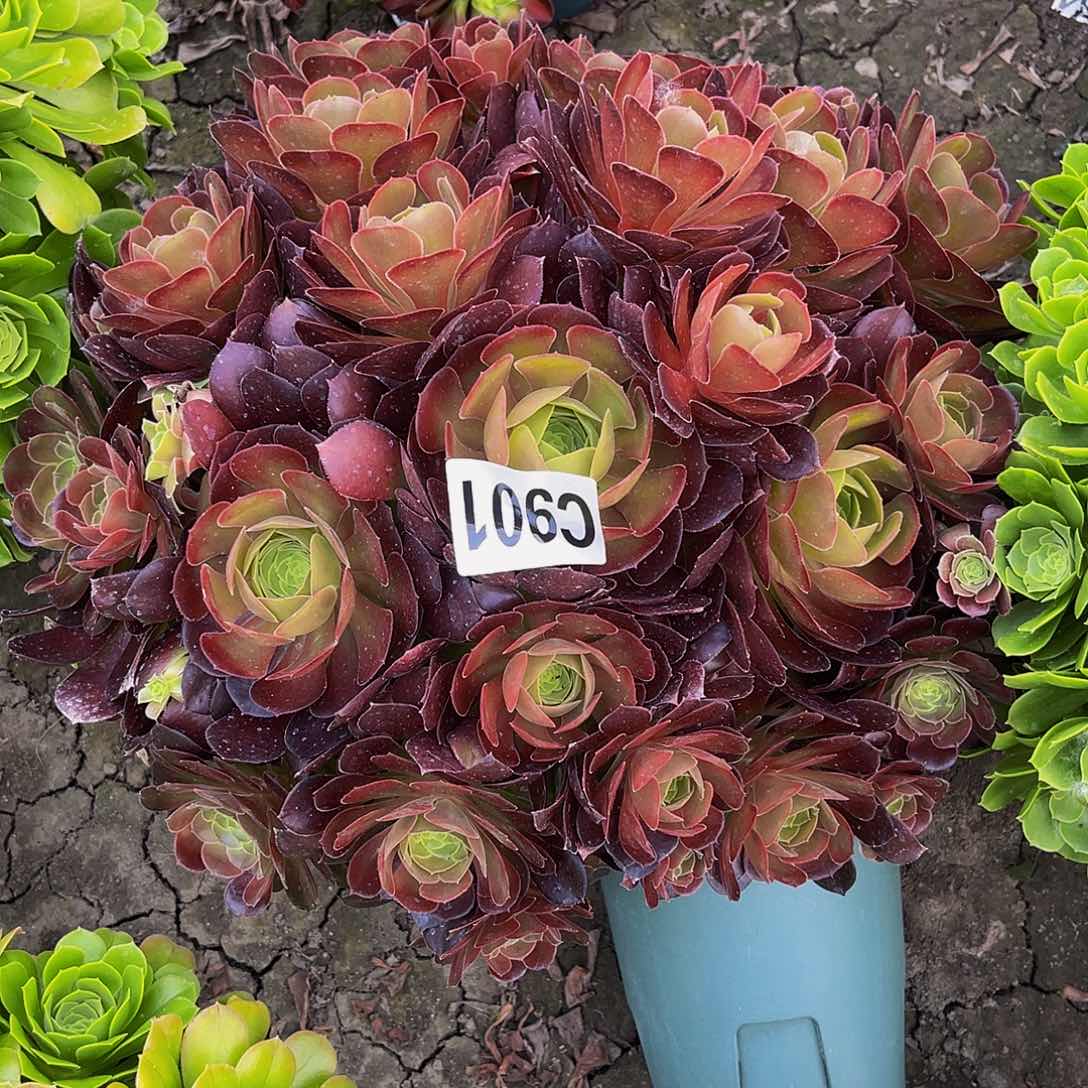 荷兰法师13/—31包邮