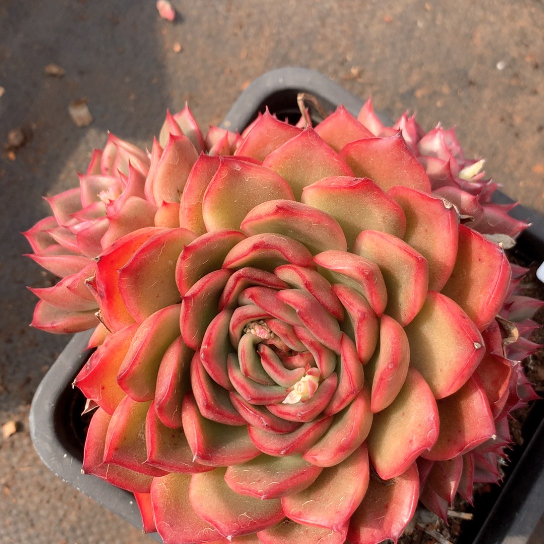 2938杂交多肉植物