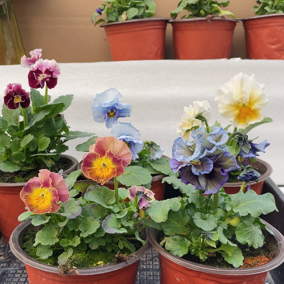 光***N大部分开放少量花苞