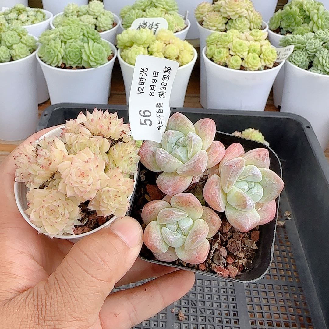 行***舟【闪购商品】0809-56两颗